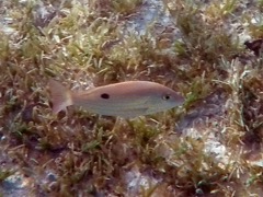 Lane Snapper Juvenile (6